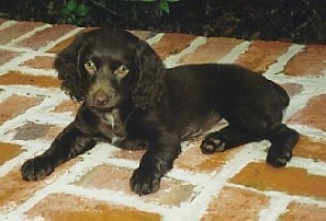 Hannah the Boykin Spaniel puppy laying on a brick porch looking at the camera holder