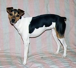 Brazilian Terrier standing on a pink and white couch and looking towards the camera holder