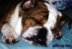 Close Up - Mack the English Bulldog sleeping on a blanket. The Words 'ahhh nap time..' are overlayed in the bottom right corner
