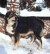 Carpathian Sheepdog is standing in snow with a stone wall behind it