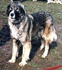 A Wet Carpathian Sheepdog is standing in mud