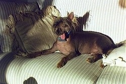 Tex the Chinese Crested hairless is laying on a couch with its mouth open and its tongue out