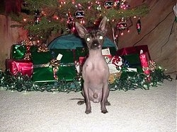 yoda the Chinese Crested hairless is sitting in front of a Christmas tree and there are boxes behind it