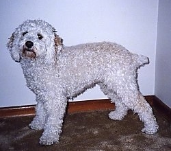Cleo the curly-coated white Cockapoo is standing on a brown carpet