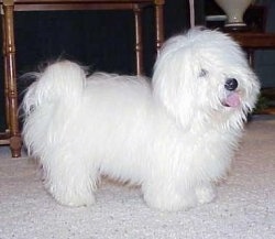 Right Profile - Xacto the pure white Coton De Tulear is standing on a carpet in front of a table. His tongue is sticking out and he looks happy.