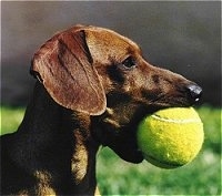 Close Up head shot - Heidi-May the brown Dachshund has a yellow tennis ball in her mouth