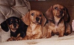 Three Dachshunds are lined  up  laying on a couch. The first one is black and tan and the other two are tan.