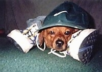 Chocalate the brown Dachshund puppy is laying in front of a bed. There are a pair of sneakers next to his head and a green Nike hat over him