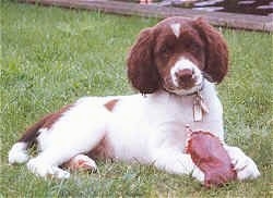 A Drentse Patrijshond puppy is laying outside in grass and there is a toy between his front paws.