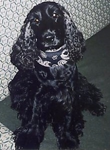 Bleki the Black English Cocker Spaniel is wearing a black and white bandana and sitting on a carpet in front of a couch.