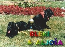 Bleki and Aljoia the black English Cocker Spaniels are laying and sitting next to each other in a field. There is a trophy between the both of them. The Words - BLEKI & ALJOIA - are overlayed and rainbow colors