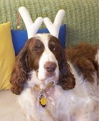 Disney the brown and tan English Springer Spaniel is wearing white reindeer horns and laying on a couch