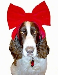 Disney the brown and tan English Springer Spaniel is wearing a very large red ribbon. The background is photoshopped out with a white layer.