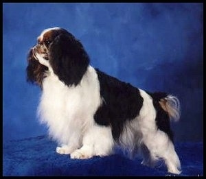 Right Profile - Beau the black, white with brown English Toy Spaniel is standing on a blue platform. There is a blue backdrop behind it