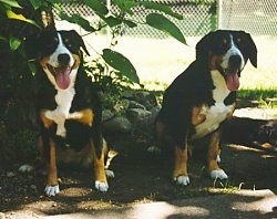 Two Entelbuch Mountain Dogs are sitting under a tree with there mouth open and tongues out smiling