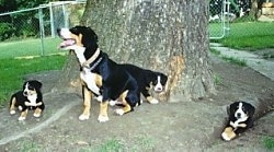 An Entelbuch Mountain Dog is sitting under a large tree with a litter of Entelbuch puppies around her.