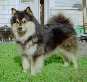 A fluffy black and tan Finnish Lapphund dog is standing in a yard with a house behind it.