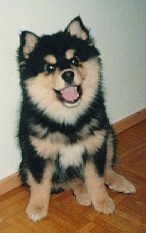 A fluffy black and tan Finnish Lapphund puppy is sitting on a hardwood floor against a white wall. The dog looks like it is smiling
