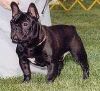 A black with white French Bulldog is standing in a field at a dog show and there is a person next to it.