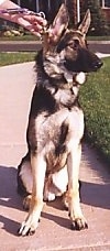 A black and tan German Shepherd is sitting on a sidewalk and it is looking to the right. 