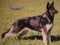 A black and tan German Shepherd is standing in grass and looking forward. The words - 'Vader - are overlayed