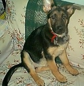 A black and tan German Shepherd puppy is sitting on a tan couch