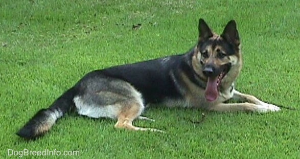 A black and tan German Shepherd is laying in a field looking back panting.