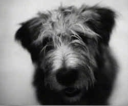 Close Up head shot - A black and white photo of the face of a Glen of Imaal Terrier