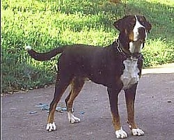 A tricolor black, tan and white Greater Swiss Mountain Dog is standing on a black top in front of a hill