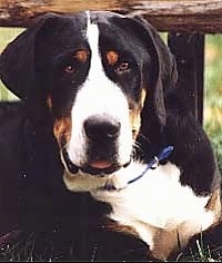 Close Up head shot - A tricolor black, tan and white Greater Swiss Mountain dog is laying outside under a wooden bench