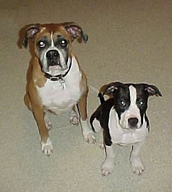 A brown with white boxer is sitting next to a black with white American Pit Bull Terrier puppy on a tan carpet looking up.