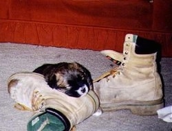A black with tan puppy is sleeping on a fallen boot with the other boot next to it. There is a red couch in the background