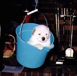 A white with tan puppy is inside of a blue bucket that is hanging in the air by a wire.