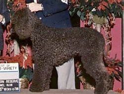 A brown Irish Water Spaniel is standing on a table at a dog show with a person behind it.