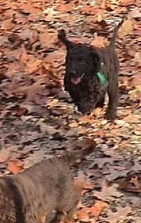 Action shot - A brown Irish Water Spaniel is running after another dog in leaves.