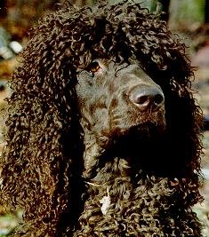 Close Up head shot - A brown Irish Water Spaniel is looking proudly ahead.