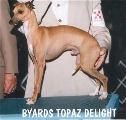 A tan with white Italian Greyhound is posing at a dog show on a table with a person behind it