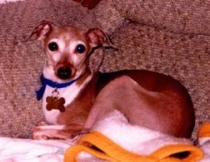 A tan with white Italian Greyhound is laying on a tan couch on top of a towel and looking forward.