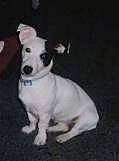 Front side view - A white with black Parson Russell Terrier is sitting down looking forward. The dog is mostly white with black around one eye and one ear.