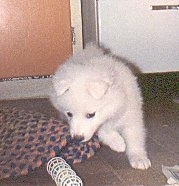 A Japanese Spitz puppy is laying in a kitchen and biting a throw rug