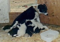 A black and white Karelian Bear Dog is sitting in hay and feeding a litter of Karelian Bear puppies in a barn. There is a plastic food bin in front of them.