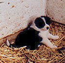 A black and white Karelian Bear puppy is sitting on hay