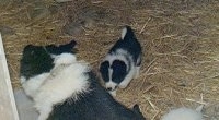 A black and white Karelian Bear puppy is walking to its mother in the corner of a room inside of a barn.