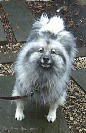 A Keeshond is standing on a gray flagstone walkway and looking up