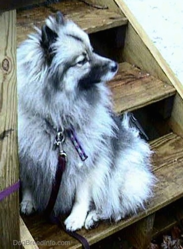 A Keeshond is sitting on a wooden deck step and looking to the right