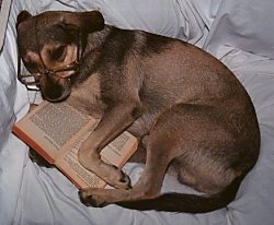 A medium-sized brown and black mixed breed dog wearing glasses laying on its side on a white human's bed with a book in between its front paws.