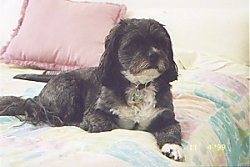 A black with white Lhasa Apso is laying on a human's bed and one of its paws are over the edge. There is a pink pillow behind it and the comforter is a combo of pastel colors