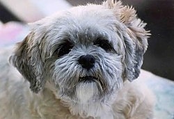 Close up head shot - a tan with white and grey Lhasa Apso is looking up.