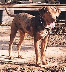 Louisiana Catahoula Leopard Dog is standing on a sidewalk with dirt and leaves around him with its mouth open and tongue out