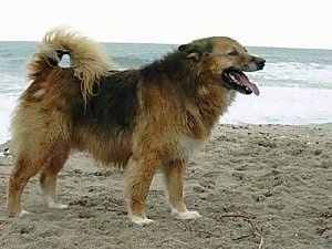 The right side of a wet brown with black and white dog standing on a beach.